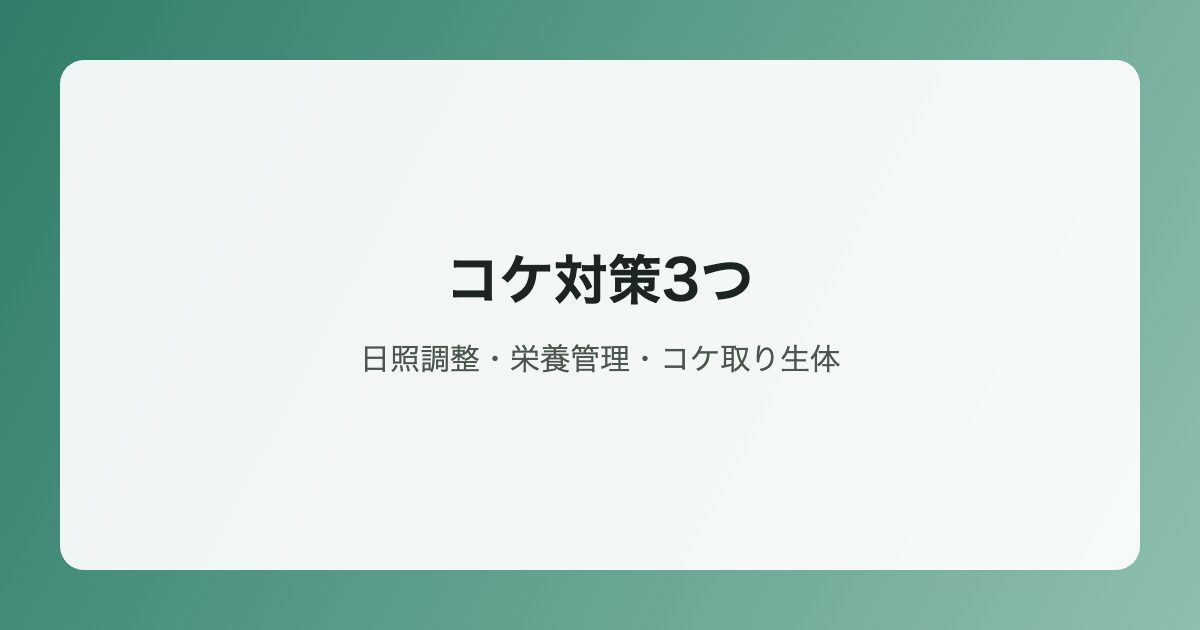 コケ対策3つのイラスト