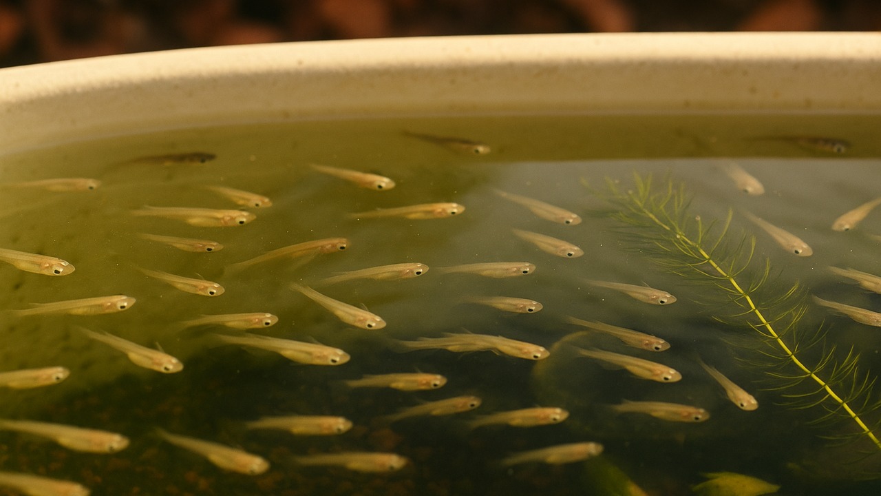 秋のベランダの浅い育成容器で、体長1〜2cmの多数のメダカ稚魚が水面近くを泳ぎ、低い西日が水面を照らしている様子